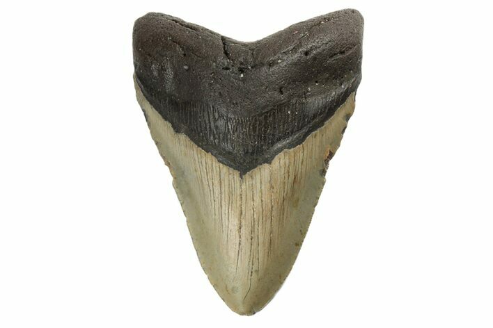 Fossil Megalodon Tooth - North Carolina #190844